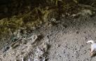 Imagen de los restos de huesos y pieles de ovejas muertas halladas en la explotación ganadera