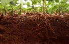 Raíces de plantas