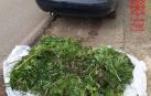 El conductor llevaba una sábana que escondía numerosas ramas de marihuana llenas de cogollos