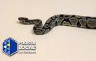 Imagen del animal encontrado