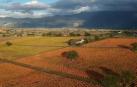 La nueva estación tiñe de rojo y naranja los extensos campos de viñedos