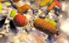 Ilustración de bacterias multirresistentes, como la Acinetobacter baumanni