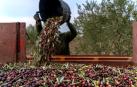 Recolección de la aceituna en una finca de Navarra
