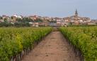 Viñedos en Mendavia, una de las localidades navarras de la DO Rioja