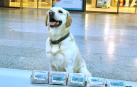 Droga detectada por el equipo canino de la Policía Municipal de Pamplona