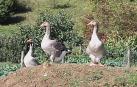 Para producir foie, se ceba a las aves para que acumulen grasa en el hígado con una sonda que depositan en sus estómagos hasta dos kilos de alimento al día
