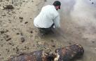 Bombas oxidadas y desechos militares eran evidentes en la superficie de la Laguna Anones de Vieques, pero la mayoría de los impactos son cientos de bombas enterradas que se corroen en un suelo blando y anóxico