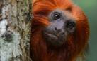 El tití leoncito (Leontopithecus rosalia) tiene una abundante y sedosa melena de color dorado uniforme
