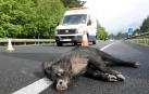 Imagen de archivo de un jabalí atropellado en una carretera navarra.