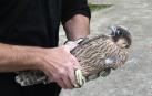 Detalle de uno de los halcones introducidos en Ansoáin en mayo pasado