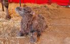 Nace un ejemplar de camello asiático en el circo Quirós, que llevará de nombre 'Almudena'