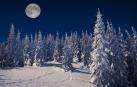Un bosque cubierto por la nieve y con luna llena