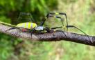 Araña Joro