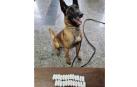 El perro de la Policía Municipal con la droga incautada