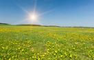 Una pradera de diente de león en primavera