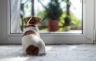 Las mascotas no pueden heredar según la legislación española