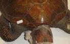 Tortuga intervenida