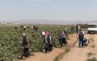 Recolectores de alcachofas en una finca en la campaña anterior