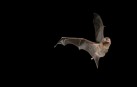 Ejemplar de Miniopterus schreibersii o murciélago de cueva