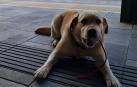 Imagen de la unidad canina de la Policía Municipal