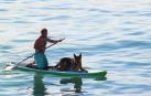 Imagen de archivo de un hombre con su perro en una tabla de surf