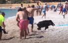 Captura de imagen del jabalí en la playa de L'Alfàs del Pi