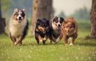 Ya en la prehistoria había un gran número de perros muy diferentes