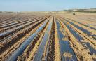 Colocación del Agropaper para cultivos al aire libre en una finca situada en Milagro para las pruebas de resistencia