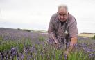 Pedro Rodeles, en su campo de lavanda, en el paraje de la Fraila, en Olite.