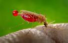 Hembra de mosquito Anopheles gambiae, vector del parásito que causa la malaria, Plasmodium falciparum. Este parásito produce un precursor llamado (E)-4-hidroxi-3-metil-but2-enil pirofosfato que activa los glóbulos rojos humanos para atraer con más fuerza al mosquito e invitarle a chuparnos la sangre.