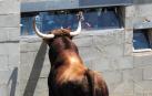 sOsteniendo la mirada Un precioso ejemplar de Victoriano del Río curiosea en el mirador desde el que es observado en los corrales del Gas. El toro apoya el hocico junto al cristal. Parece retar a los mirones. ¿O les está saludando?