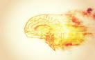 Cerebro