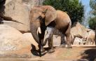 El elefante Kibo