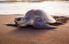 Una tortuga verde en la playa del Ostional, en Costa Rica