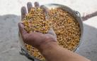 Cereal retenido en Ucrania
