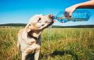 Un perro bebe agua