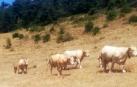 vacas