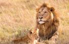 Leones en la sabana