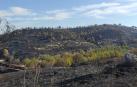 Estado en el que ha quedado la zona tras el incendio