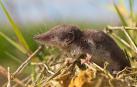 Algunas especies de musarañas transmiten el virus Langya