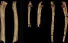 Un hueso del antebrazo y dos fémures de 'Sahelanthropus tchadensis' encontrados en una excavación en Toros Menalla (Chad)