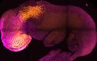 Científicos logran crear un embrión 'sintético' con cerebro y corazón en su fase inicial