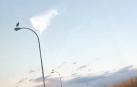 Vídeo de cigüeñas sobre farolas en la PA-30