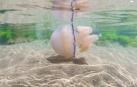 Cada vez nos encontramos con más medusas en el mar