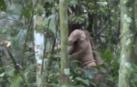 Un fotograma de un vídeo de la FUNAI sobre ’El hombre del agujero, grabado durante una misión de vigilancia del Gobierno