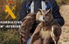 Ejemplar de búho real rescatado en Tudela
