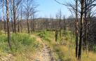 Paisaje dos años después del incendio de Alt Empordà (Gerona) del 2012: algunos pinos quemados se han partido y su corteza empieza a desprenderse