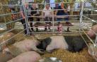 Cuatro personas conversan ante el acotado reservado a porcinos en la feria.