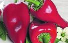 Pimiento piquillo