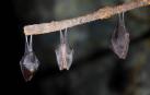Virólogos rusos han encontrado nuevos sarbecovirus en murciélagos de herradura menor